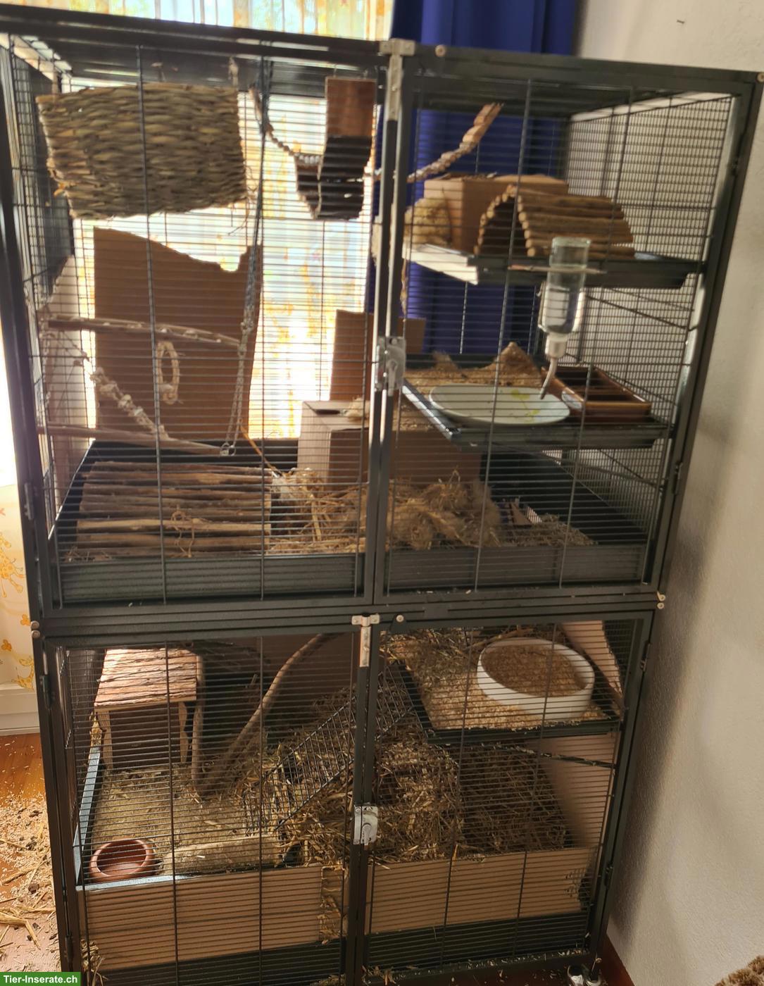 Bild 2: 3 Ratten Weibchen mit grossem Käfig & Zubehör