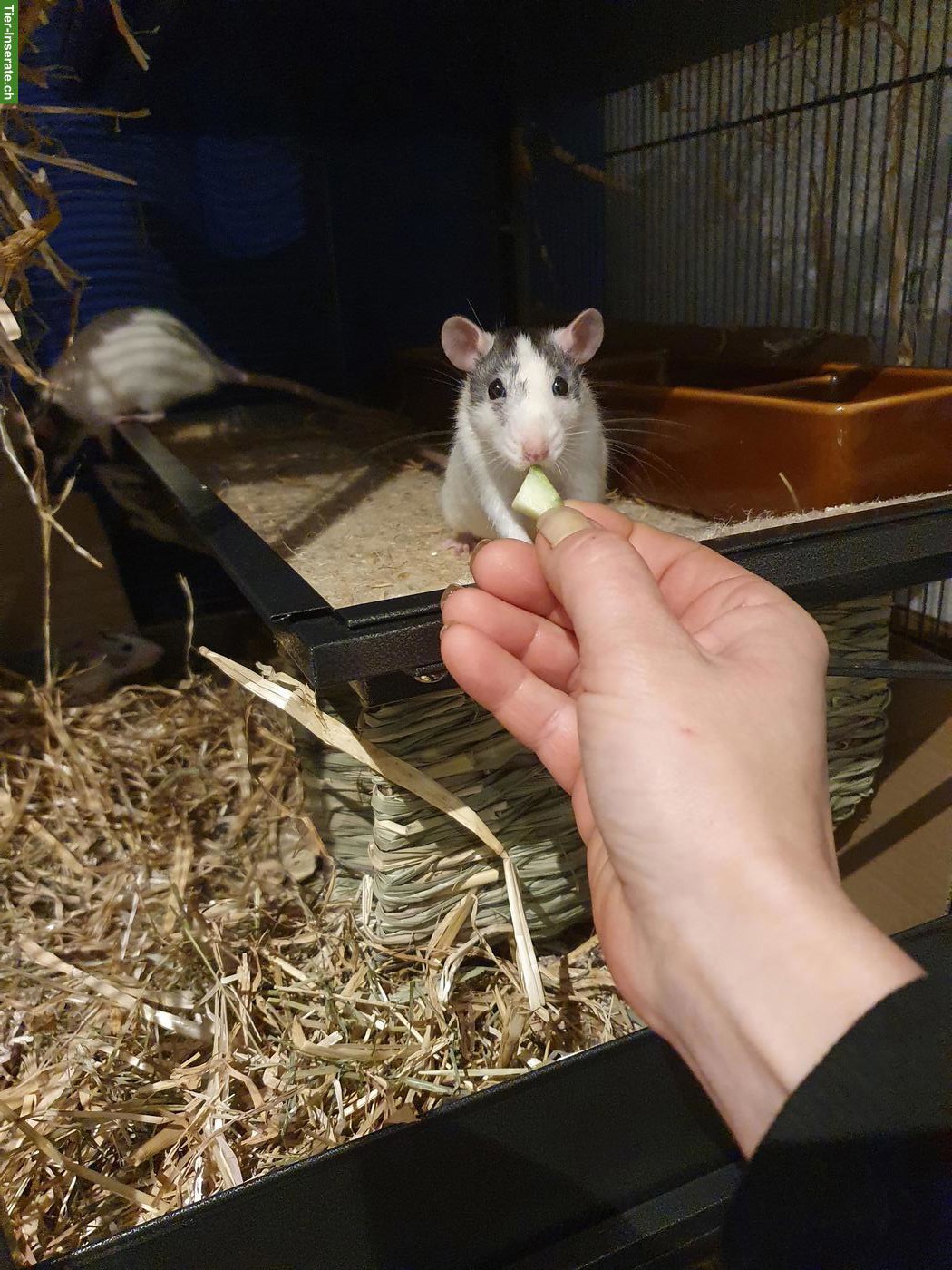 Bild 3: 3 Ratten Weibchen mit grossem Käfig & Zubehör