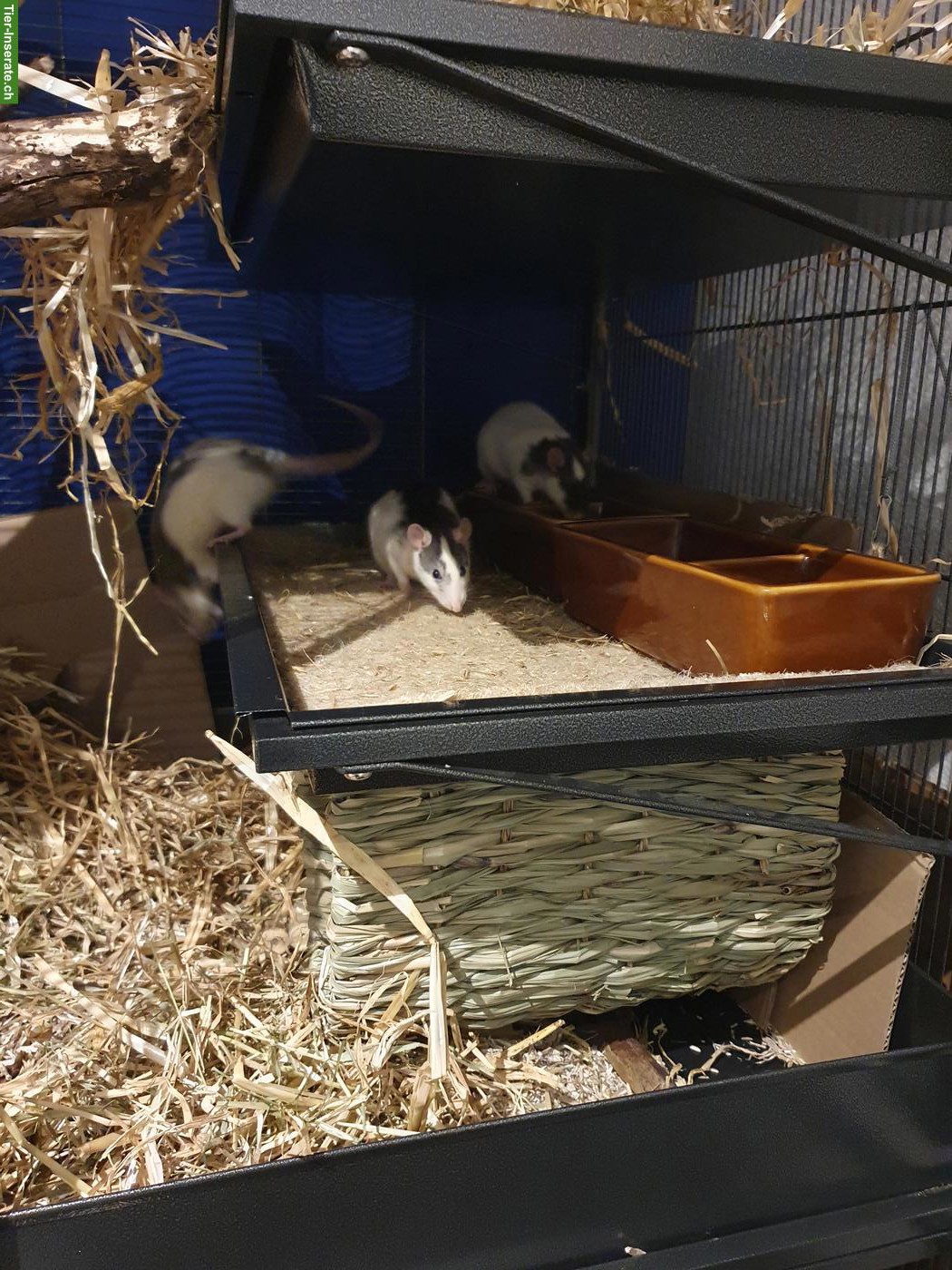 Bild 4: 3 Ratten Weibchen mit grossem Käfig & Zubehör