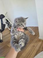 1 BKH Mix Kitten sucht neues Zuhause