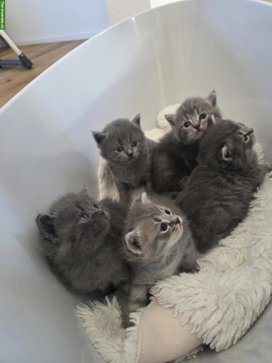 Bild 3: 1 BKH Mix Kitten sucht neues Zuhause