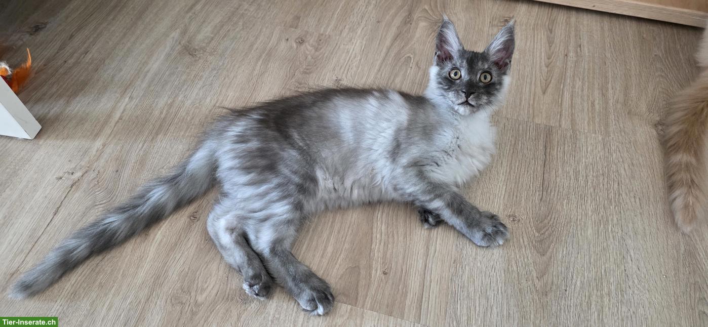 Maine Coon Kitten, Kater, Black Smoke