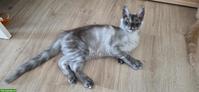 Maine Coon Kitten, Kater, Black Smoke