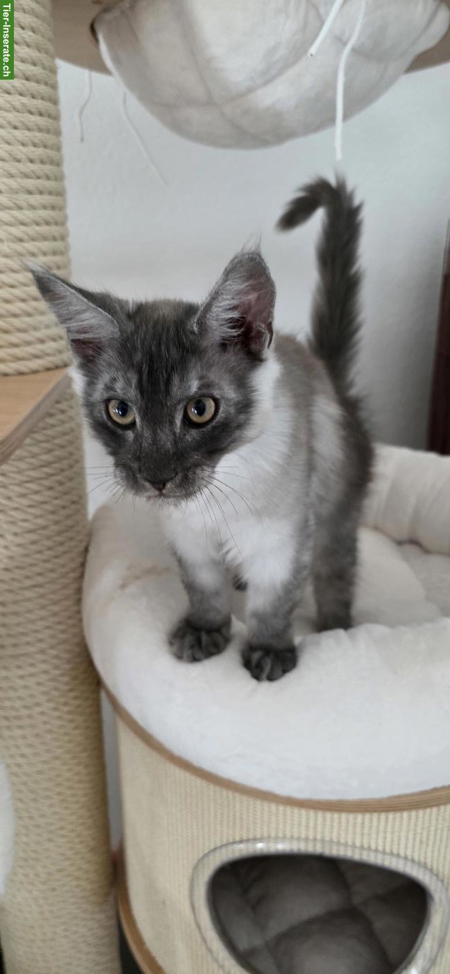 Bild 2: Maine Coon Kitten, Kater, Black Smoke