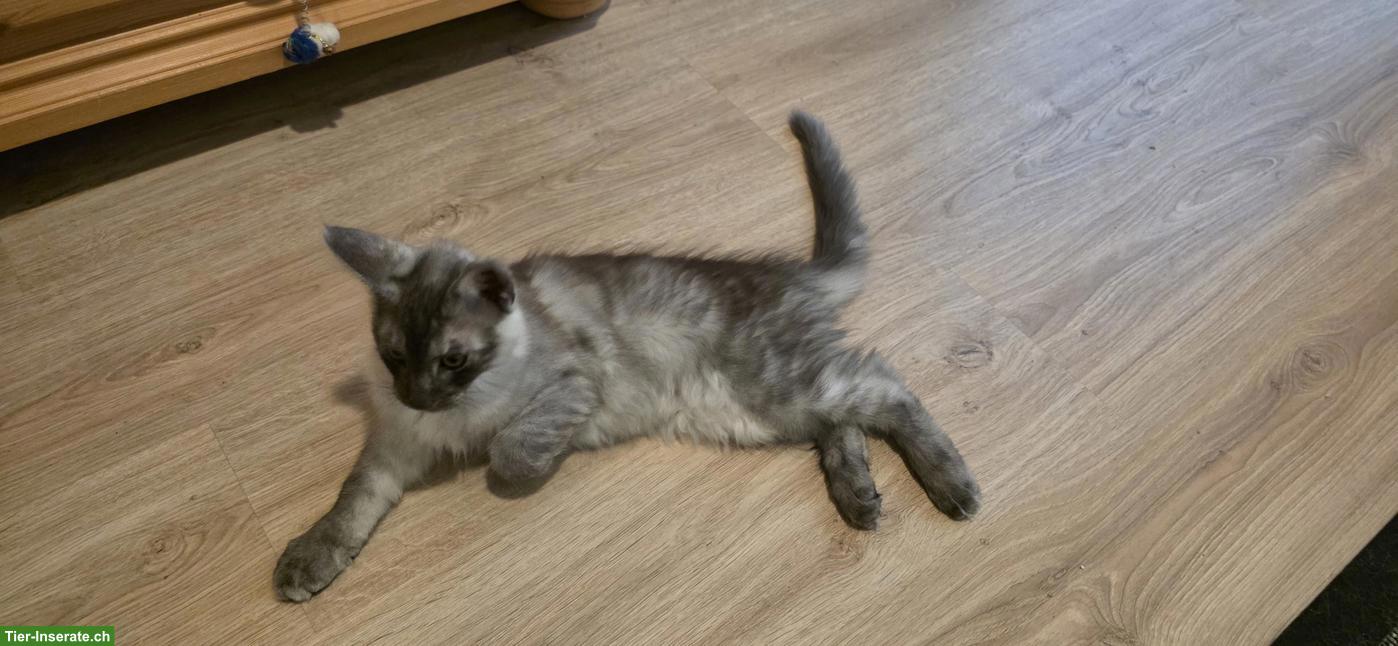 Bild 3: Maine Coon Kitten, Kater, Black Smoke