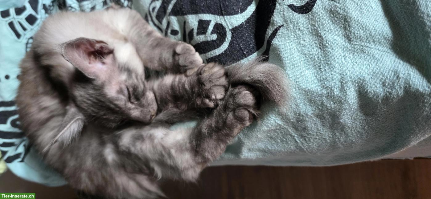 Bild 4: Maine Coon Kitten, Kater, Black Smoke