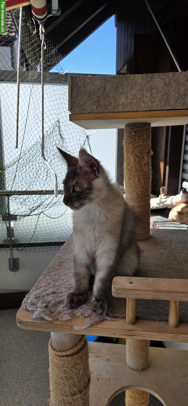 Bild 5: Maine Coon Kitten, Kater, Black Smoke