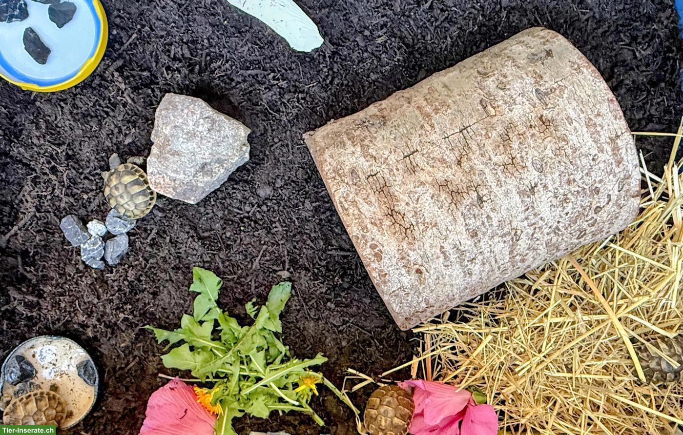 Griechische Landschildkröten Babys