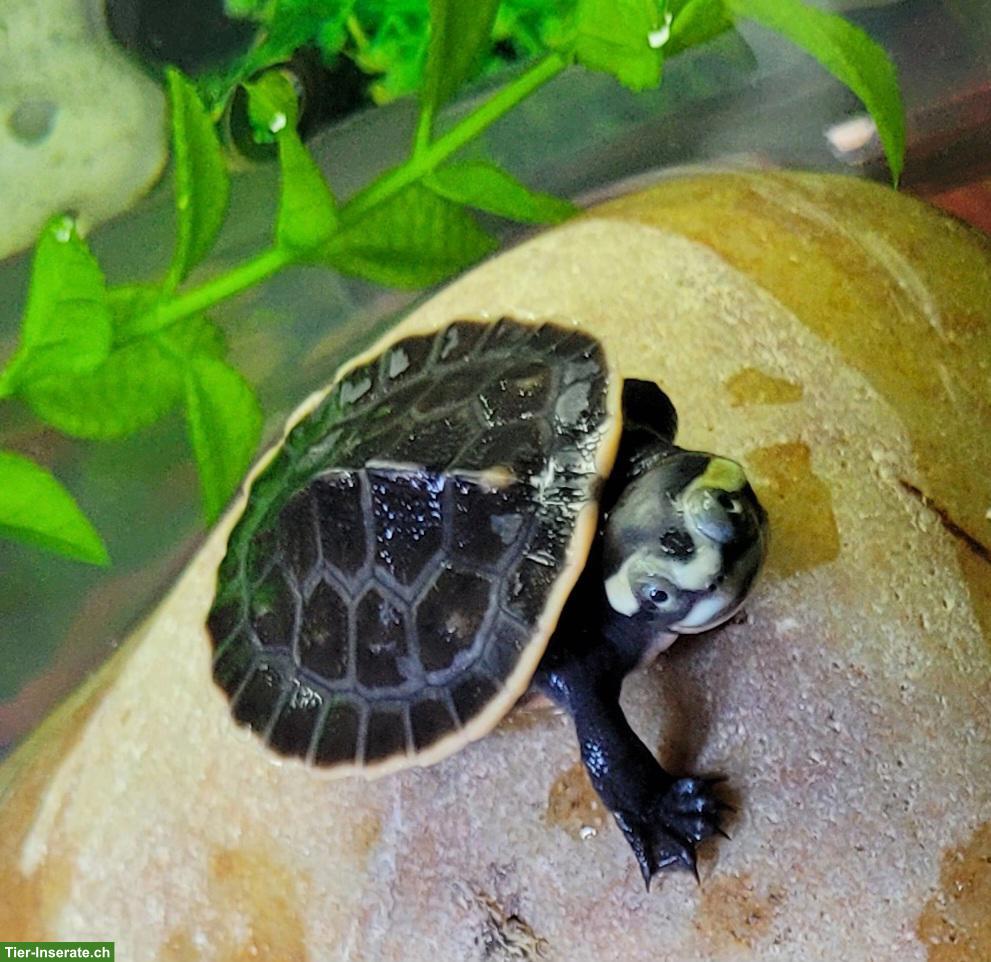 Rotbauch-Spitzkopfschildkröten Babys zu verkaufen