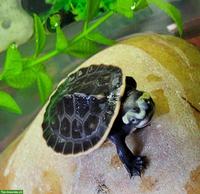 Rotbauch-Spitzkopfschildkröten Babys zu verkaufen