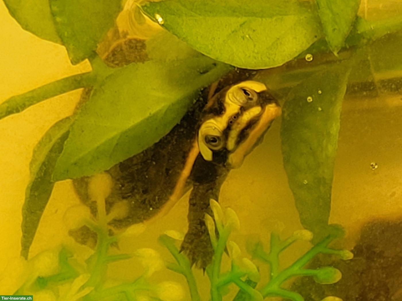 Bild 4: Rotbauch-Spitzkopfschildkröten Babys zu verkaufen