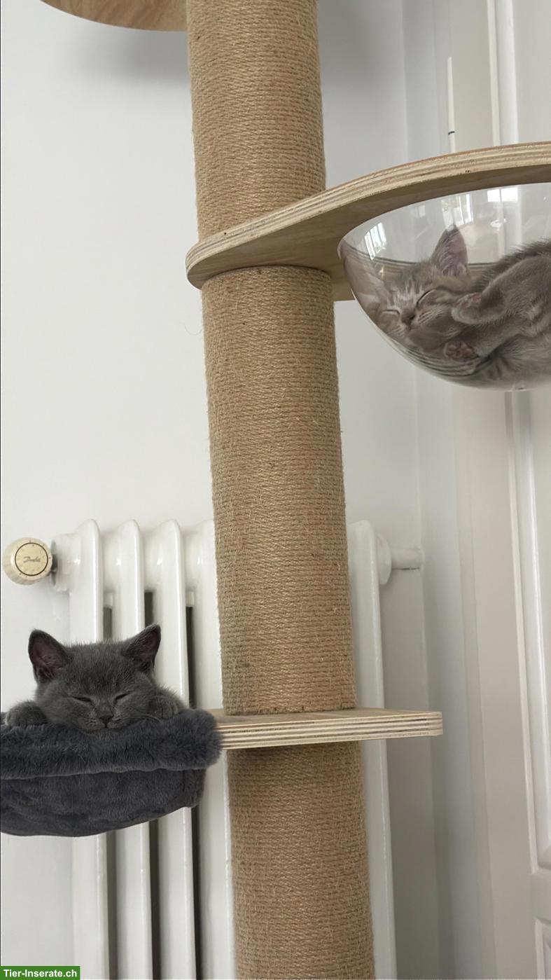 2 wunderschöne BKH-Kitten, weiblich suchen ihr Zuhause