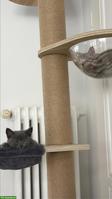 2 wunderschöne BKH-Kitten, weiblich suchen ihr Zuhause