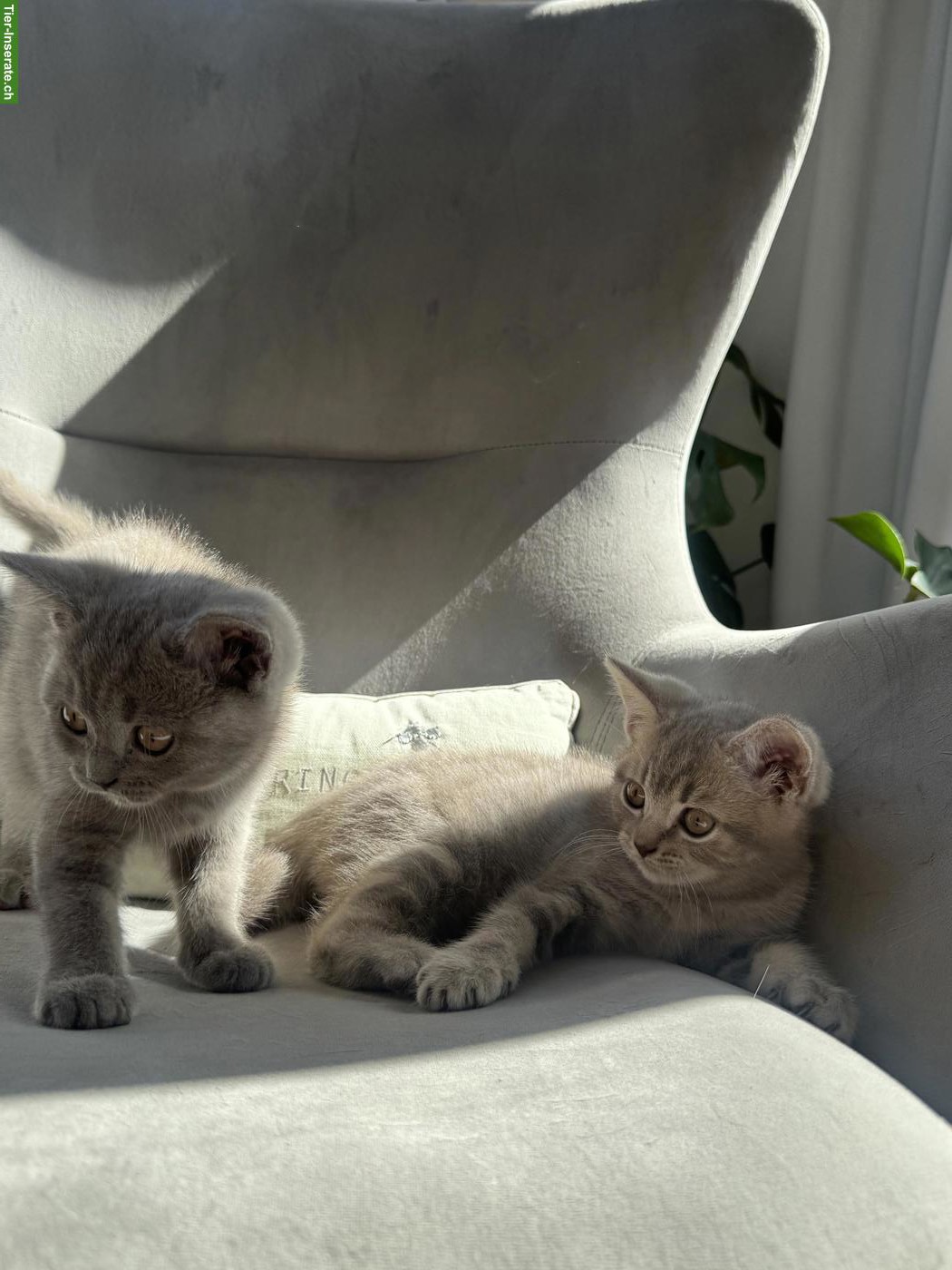 Bild 2: 2 wunderschöne BKH-Kitten, weiblich suchen ihr Zuhause