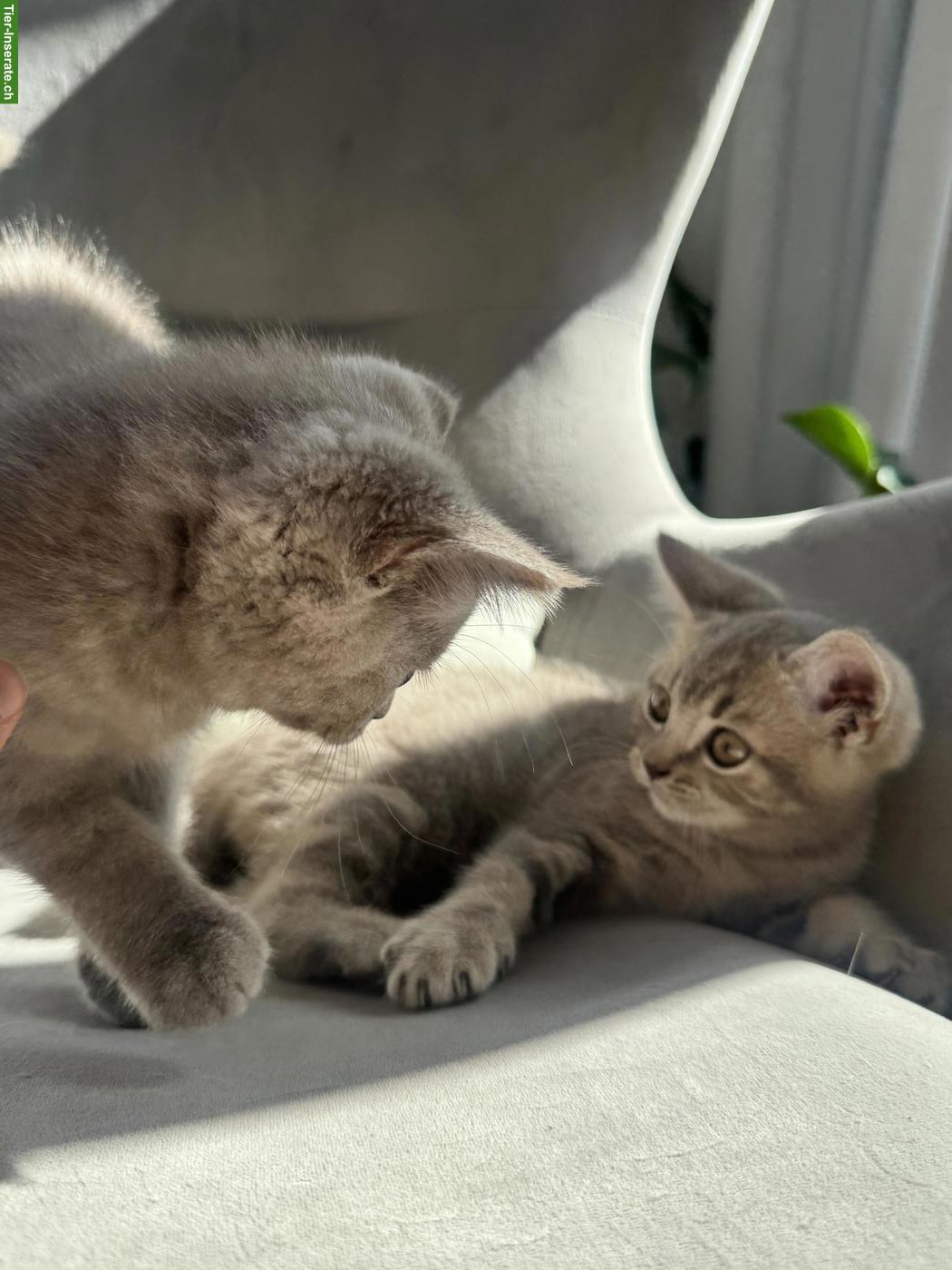 Bild 3: 2 wunderschöne BKH-Kitten, weiblich suchen ihr Zuhause