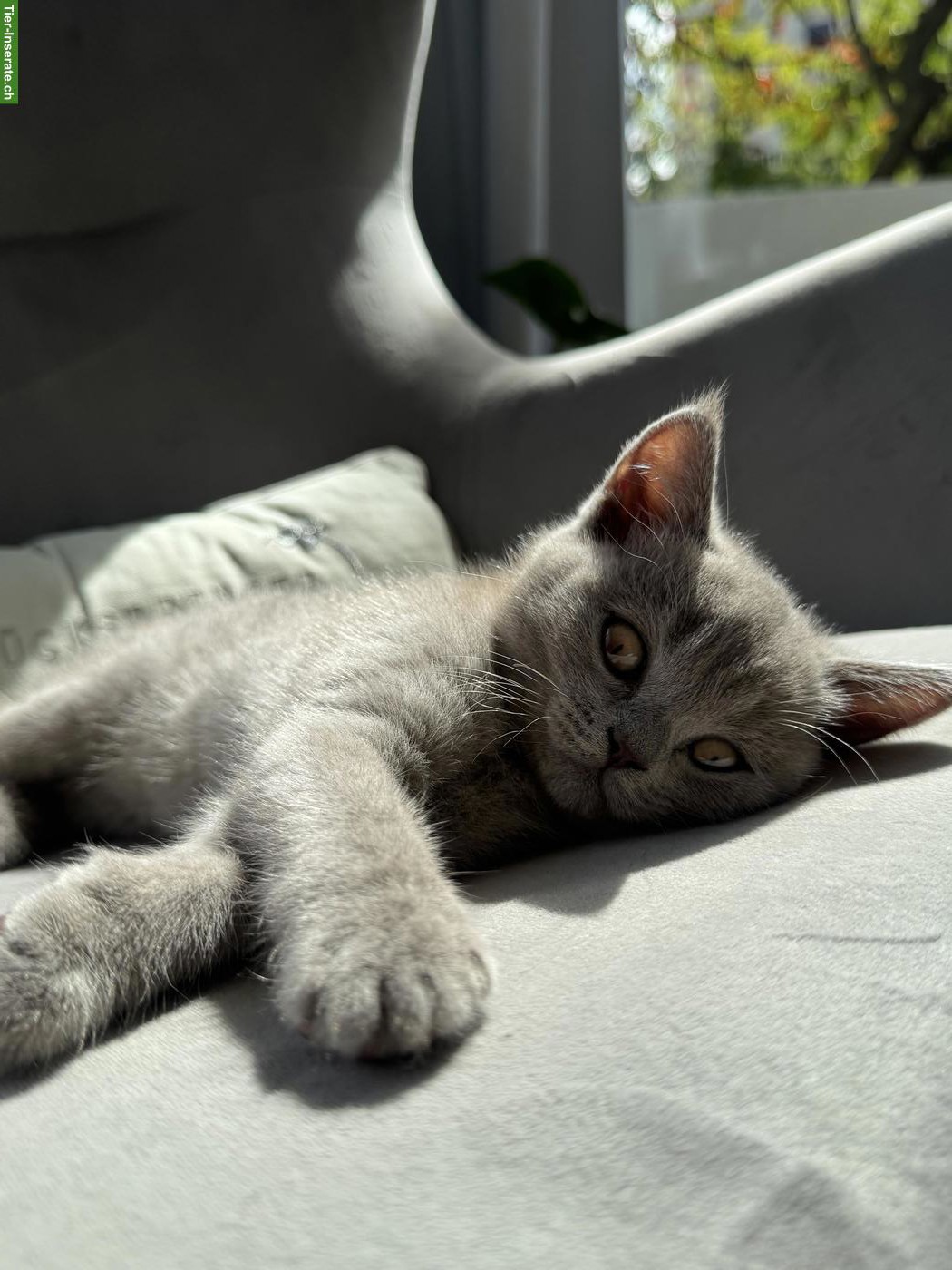 Bild 4: 2 wunderschöne BKH-Kitten, weiblich suchen ihr Zuhause