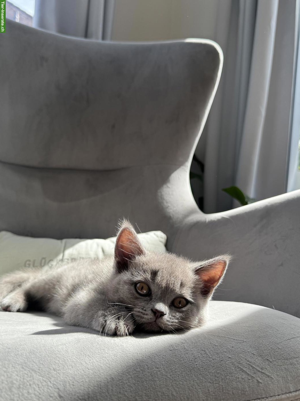 Bild 5: 2 wunderschöne BKH-Kitten, weiblich suchen ihr Zuhause