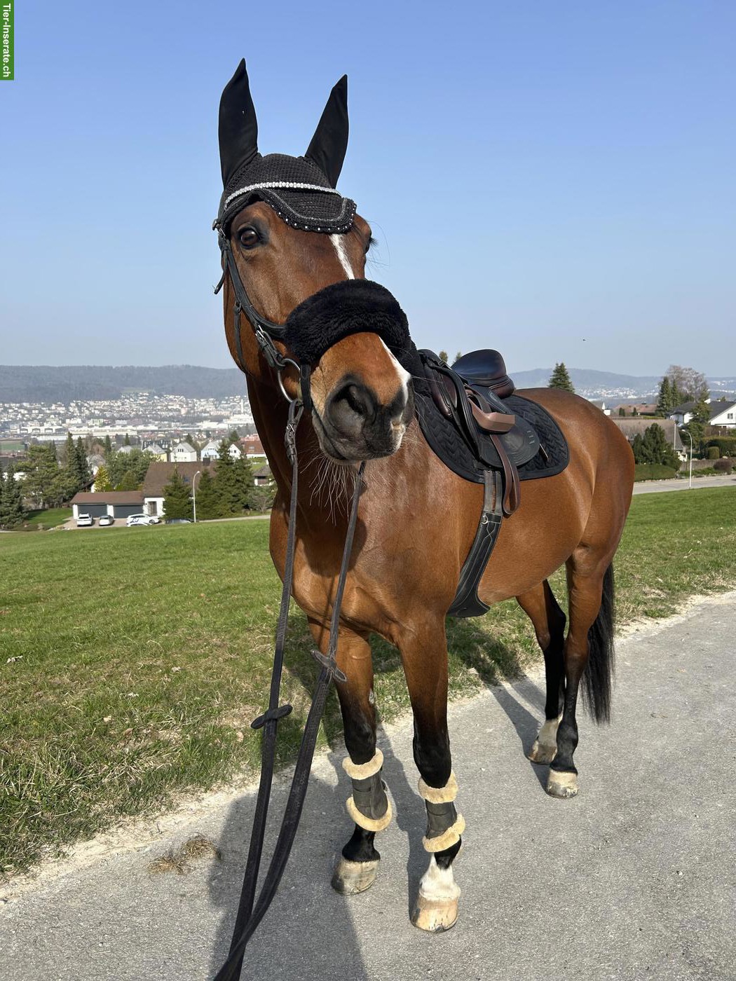 Reitbeteiligung in Dietikon ZH