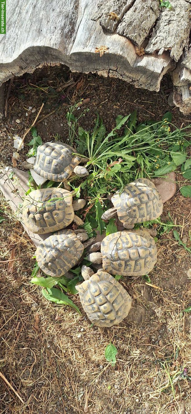 Griechische Landschildkröten Gruppe, männlich