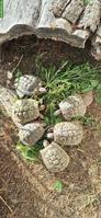 Griechische Landschildkröten Gruppe, männlich