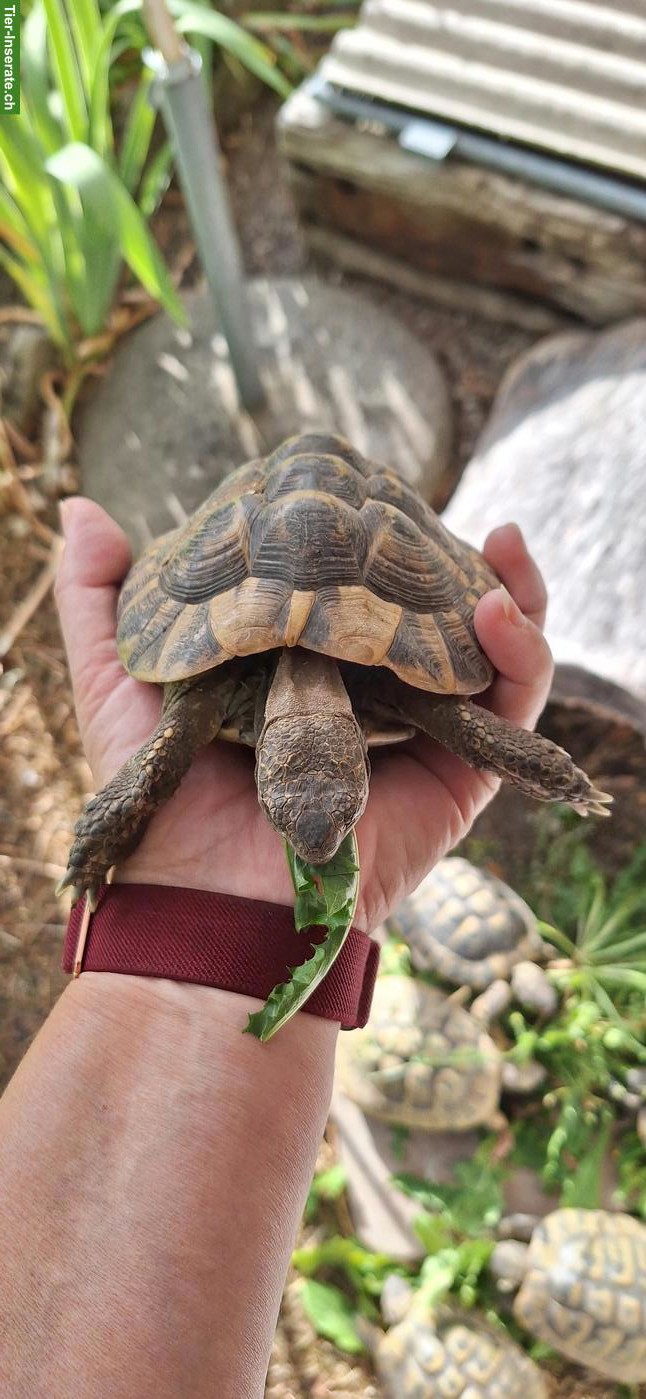 Bild 2: Griechische Landschildkröten Gruppe, männlich