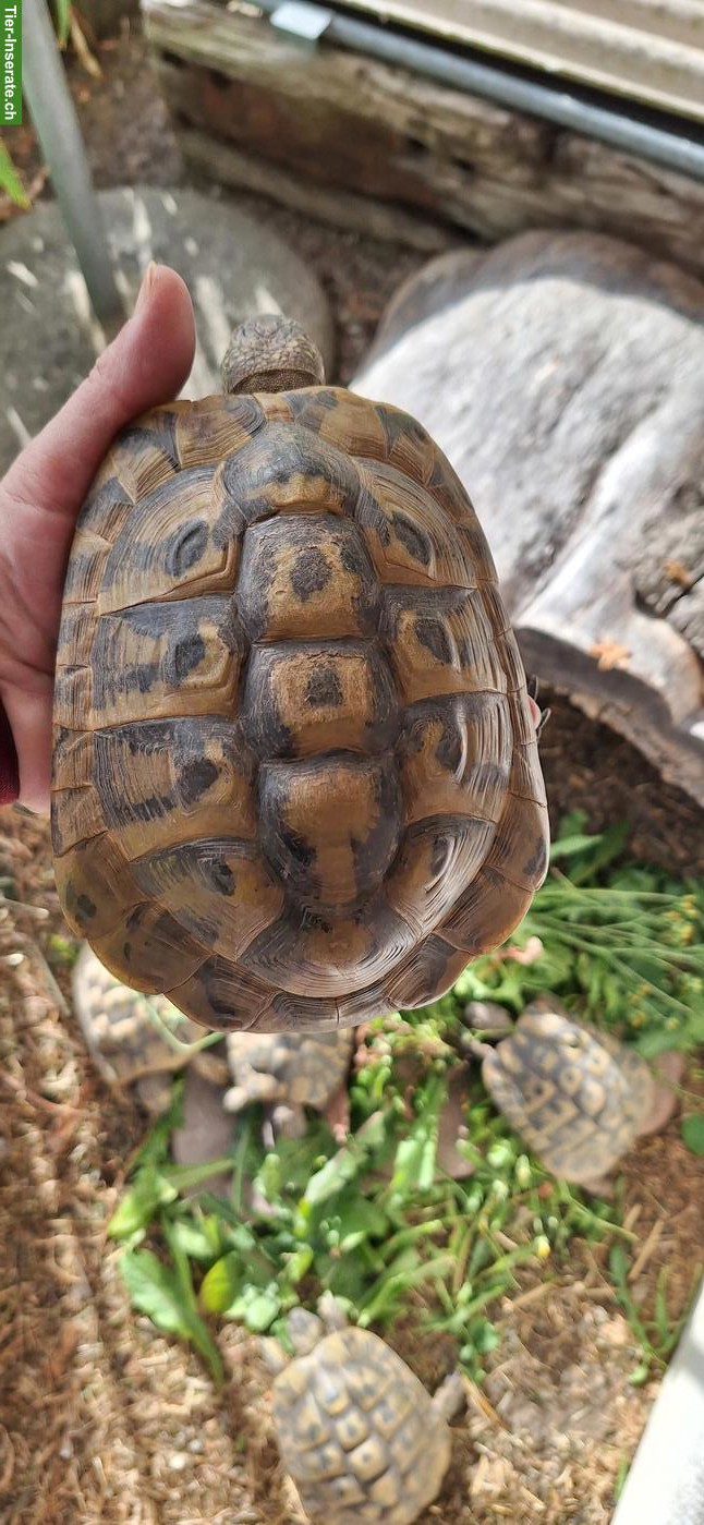 Bild 3: Griechische Landschildkröten Gruppe, männlich