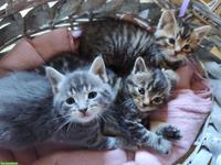 Süsse Maine Coon Mix Katzenbabys