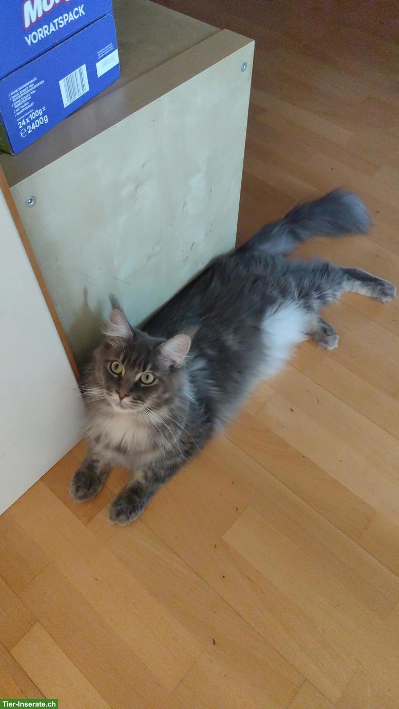 Bild 2: Süsse Maine Coon Mix Katzenbabys