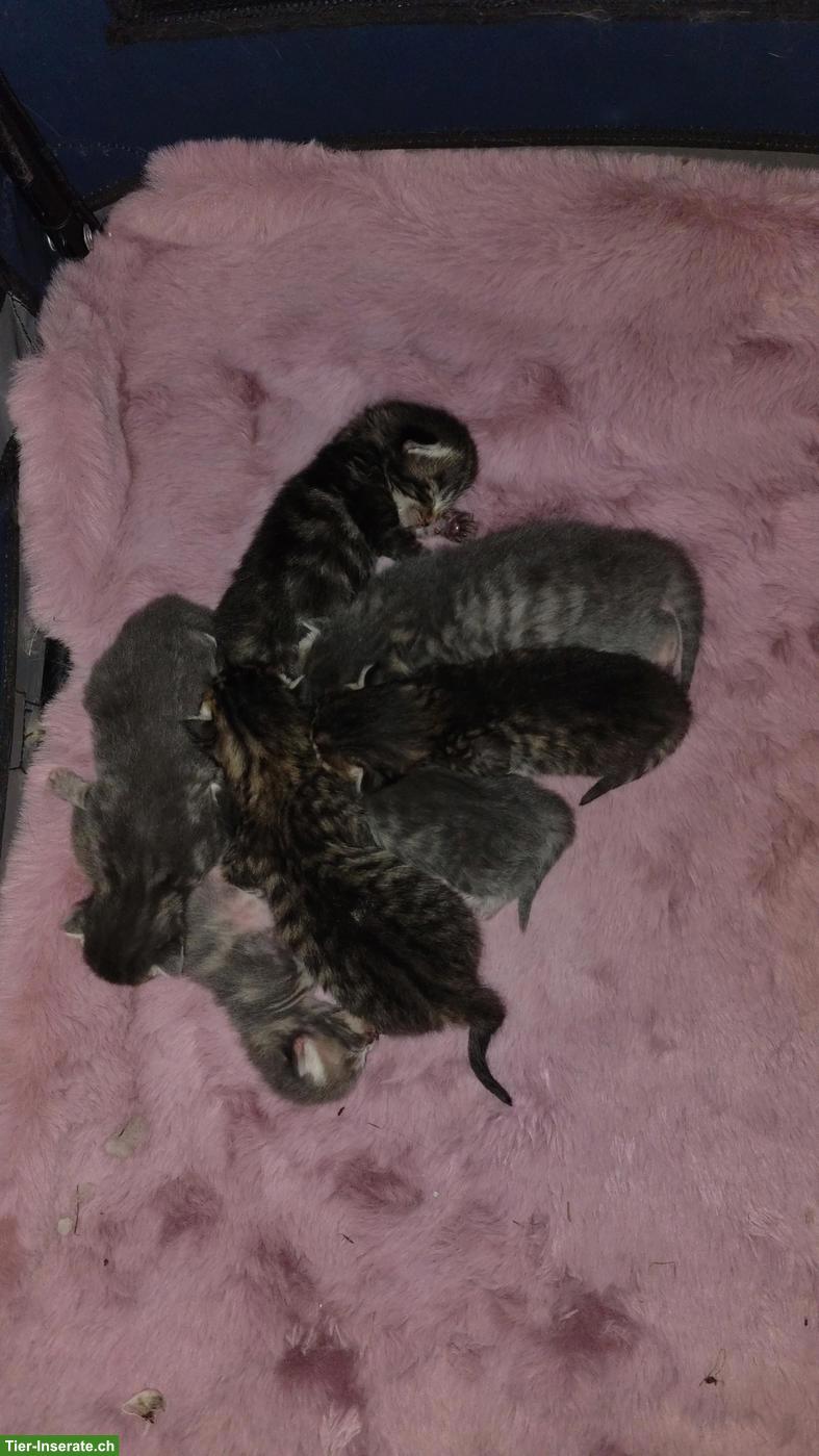 Bild 3: Süsse Maine Coon Mix Katzenbabys