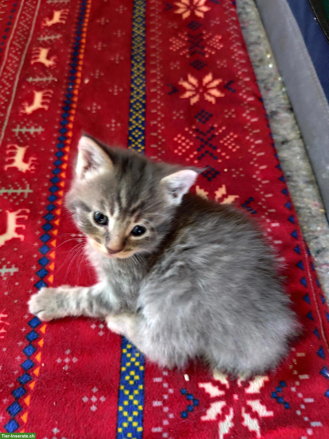 Bild 4: Süsse Maine Coon Mix Katzenbabys