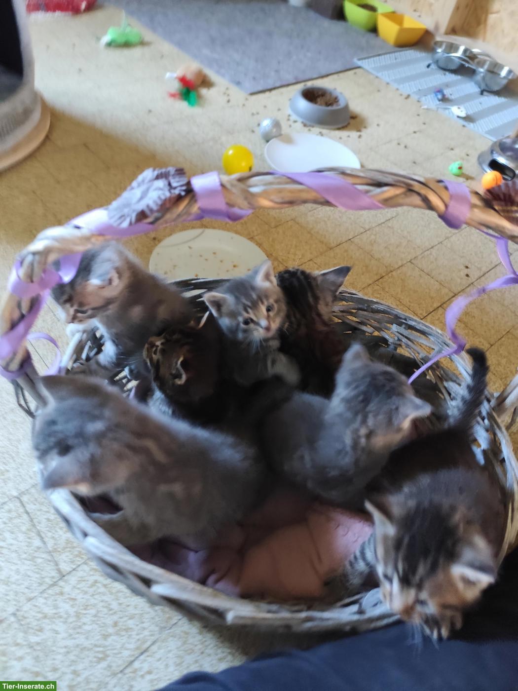 Bild 5: Süsse Maine Coon Mix Katzenbabys
