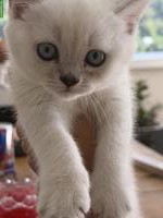 Wunderschöne BKH-Kitten suchen liebevolles Zuhause 🐾