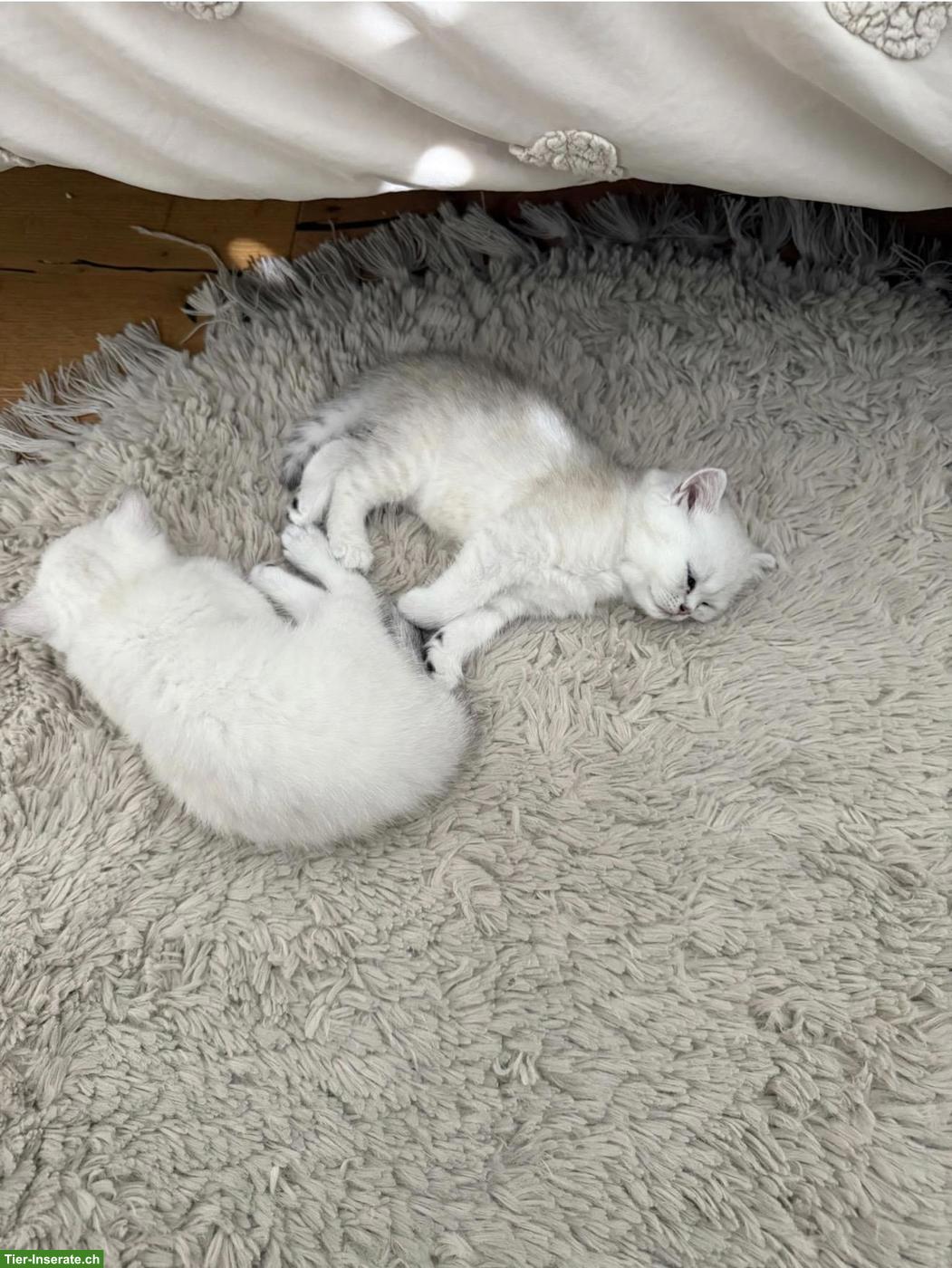 Bild 2: Wunderschöne BKH-Kitten suchen liebevolles Zuhause 🐾