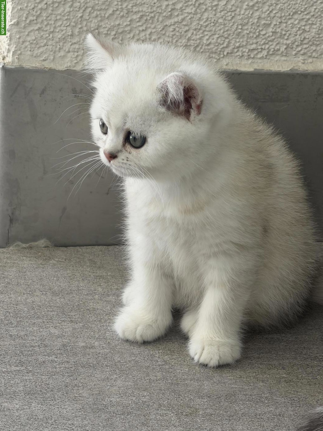 Bild 3: Wunderschöne BKH-Kitten suchen liebevolles Zuhause 🐾