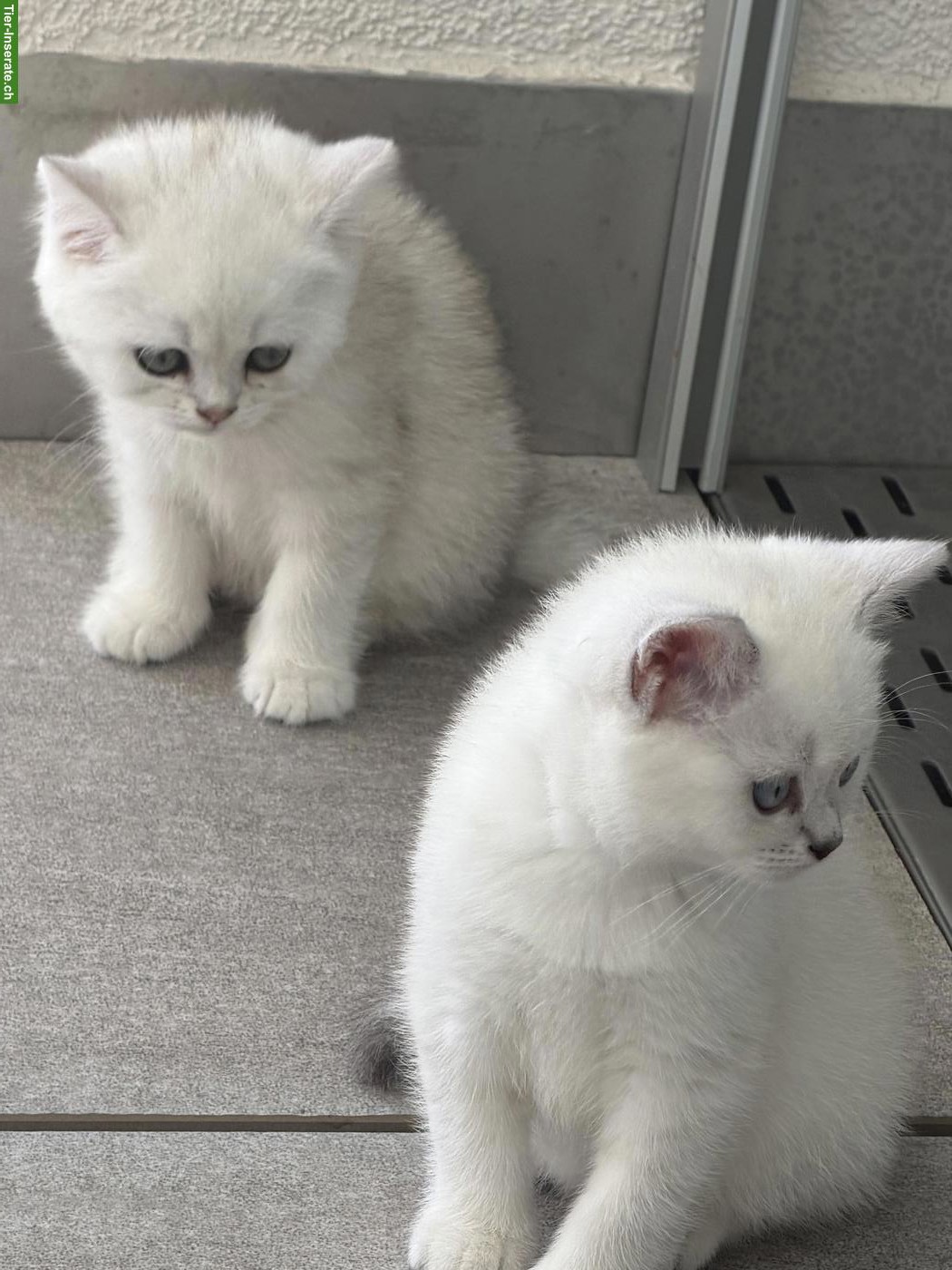 Bild 4: Wunderschöne BKH-Kitten suchen liebevolles Zuhause 🐾