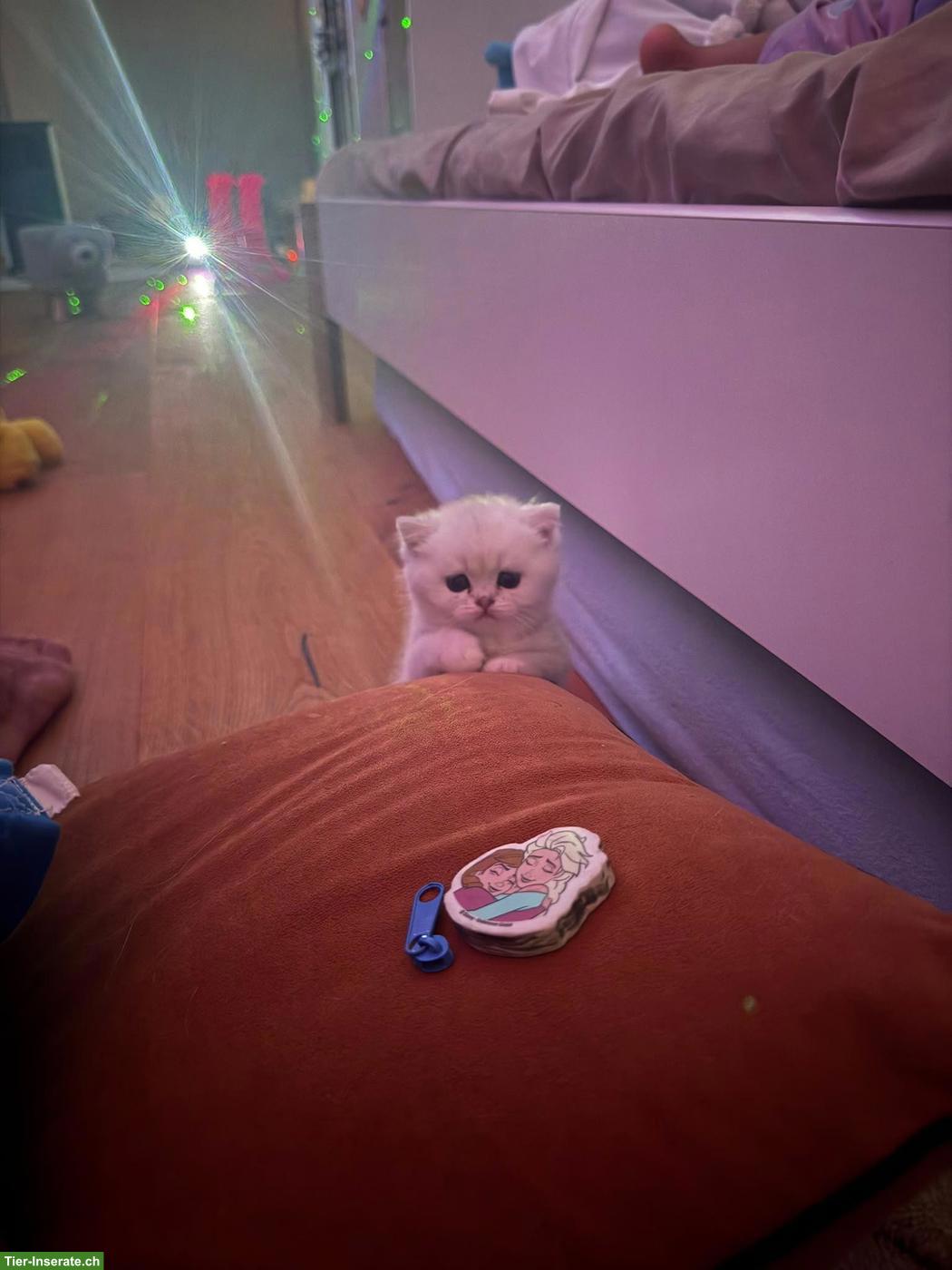 Bild 5: Wunderschöne BKH-Kitten suchen liebevolles Zuhause 🐾