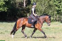 Freundliche, sportliche Freiberger-Stute zu verkaufen, 3-jährig