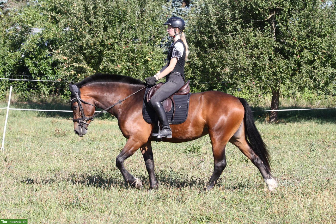 Bild 2: Freundliche, sportliche Freiberger-Stute zu verkaufen, 3-jährig