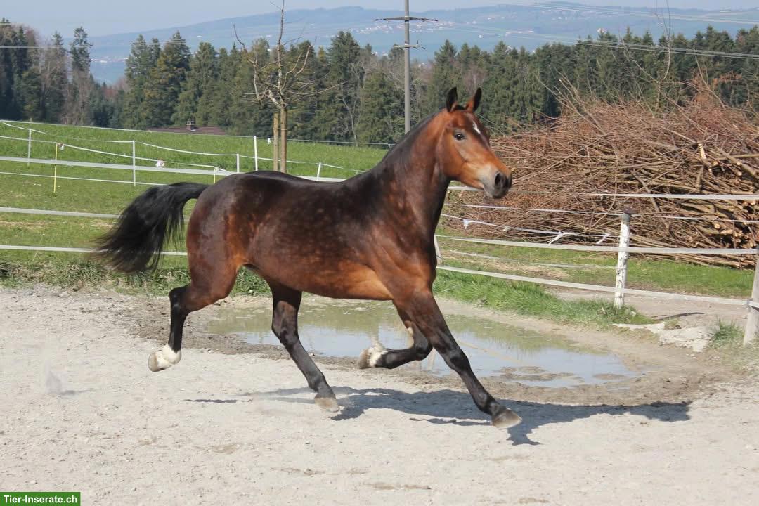 Bild 5: Freundliche, sportliche Freiberger-Stute zu verkaufen, 3-jährig