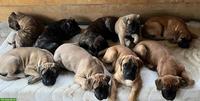 Bullmastiff Welpen suchen 5* Zuhause