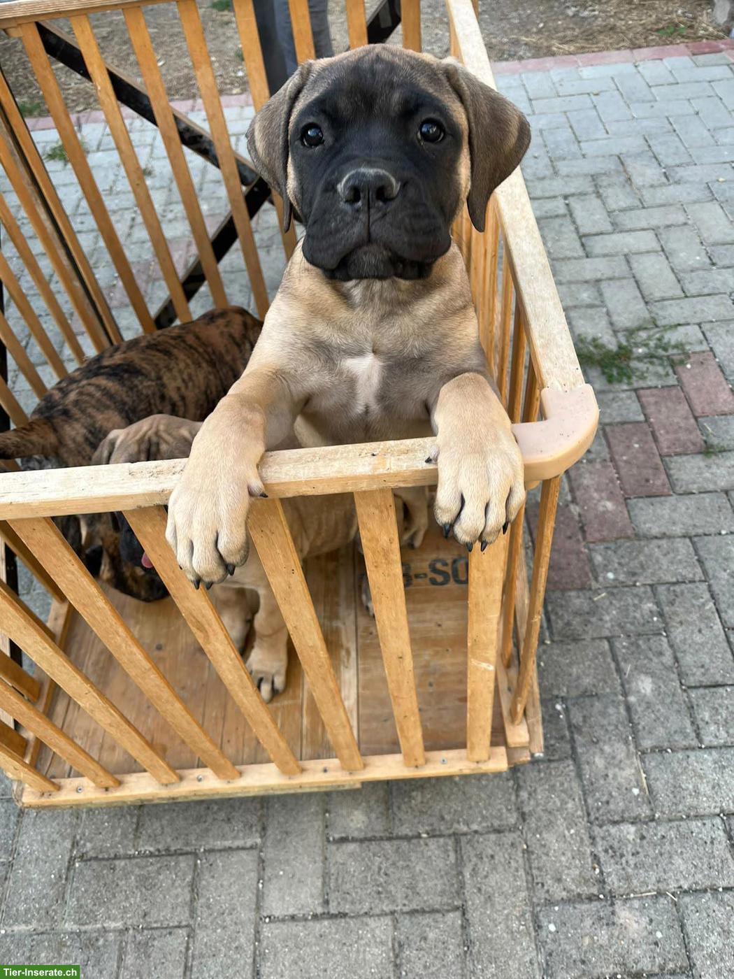 Bild 2: Bullmastiff Welpen suchen 5* Zuhause