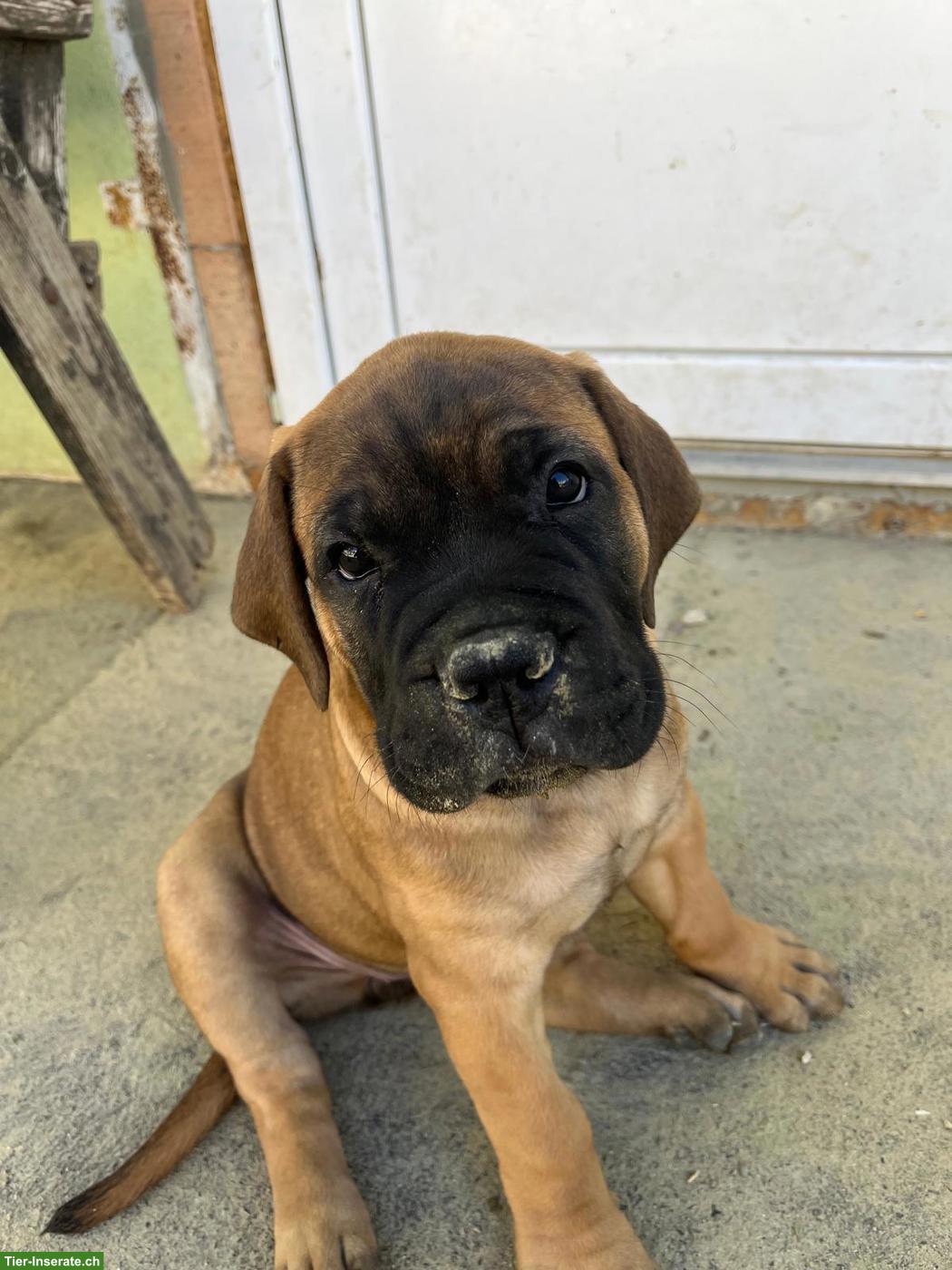 Bild 3: Bullmastiff Welpen suchen 5* Zuhause