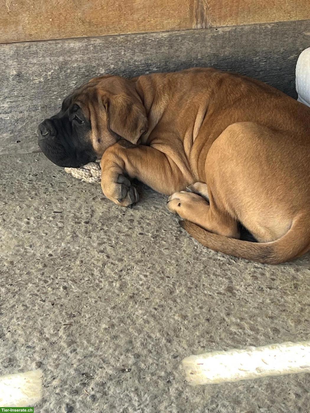 Bild 4: Bullmastiff Welpen suchen 5* Zuhause