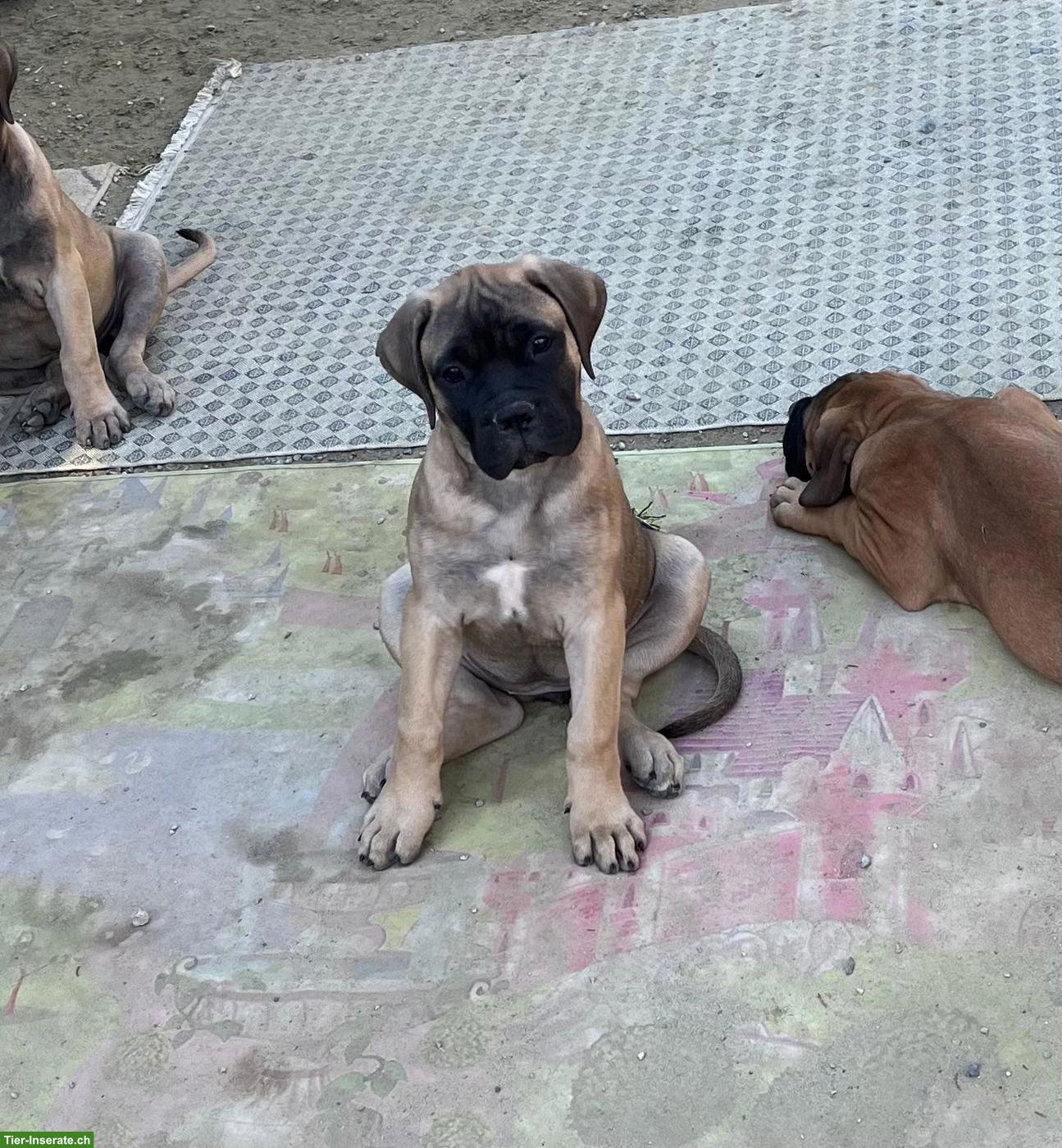 Bild 5: Bullmastiff Welpen suchen 5* Zuhause
