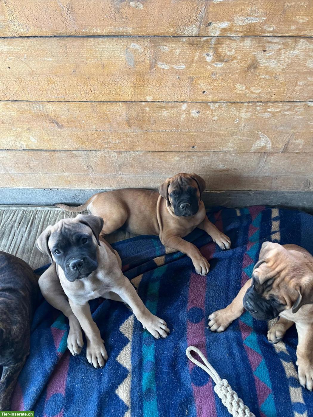 Bild 6: Bullmastiff Welpen suchen 5* Zuhause