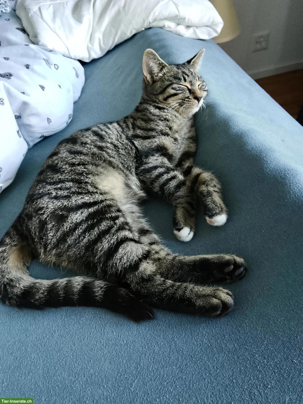 Junger Kater sucht liebevolles Zuhause