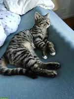 Junger Kater sucht liebevolles Zuhause