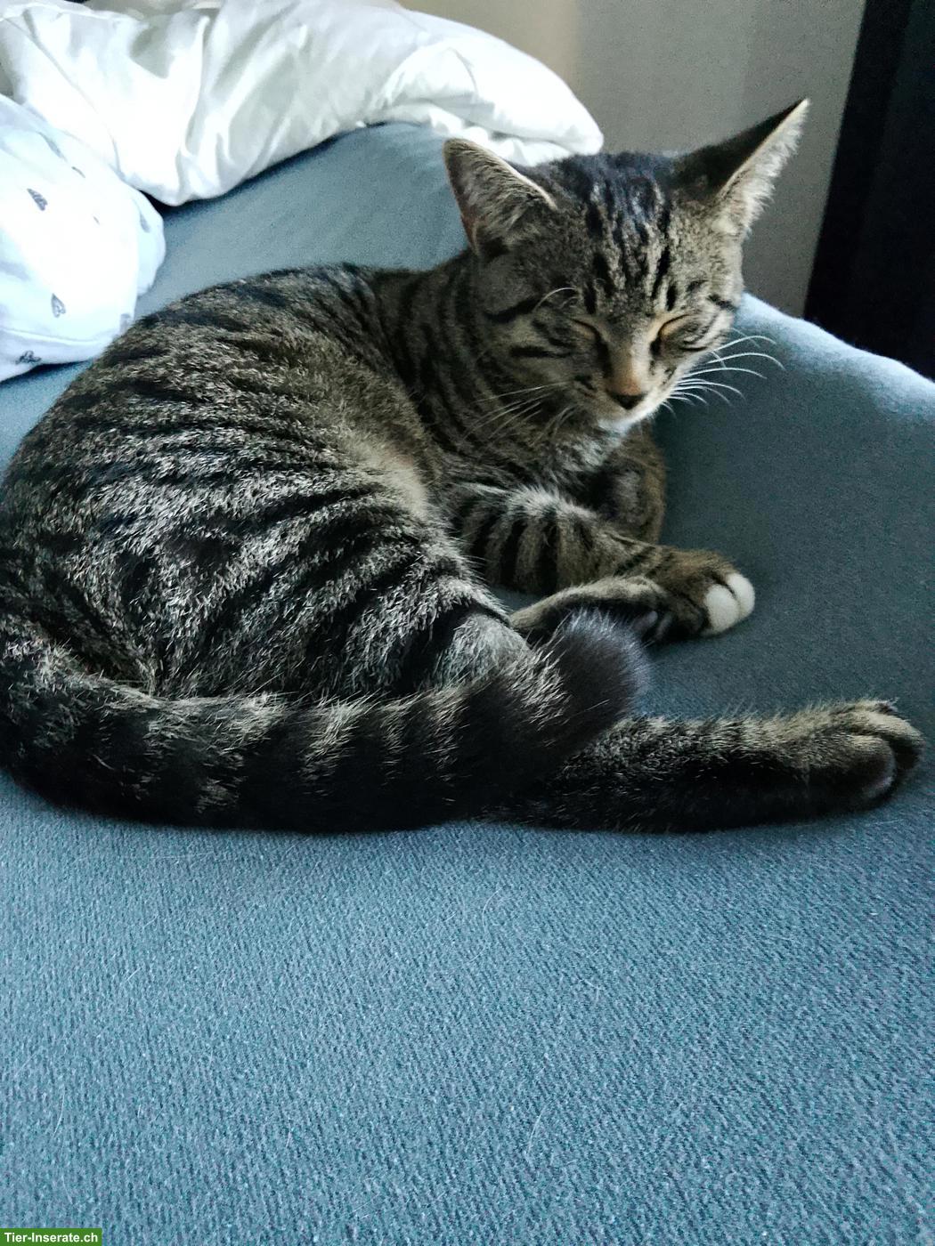 Bild 2: Junger Kater sucht liebevolles Zuhause