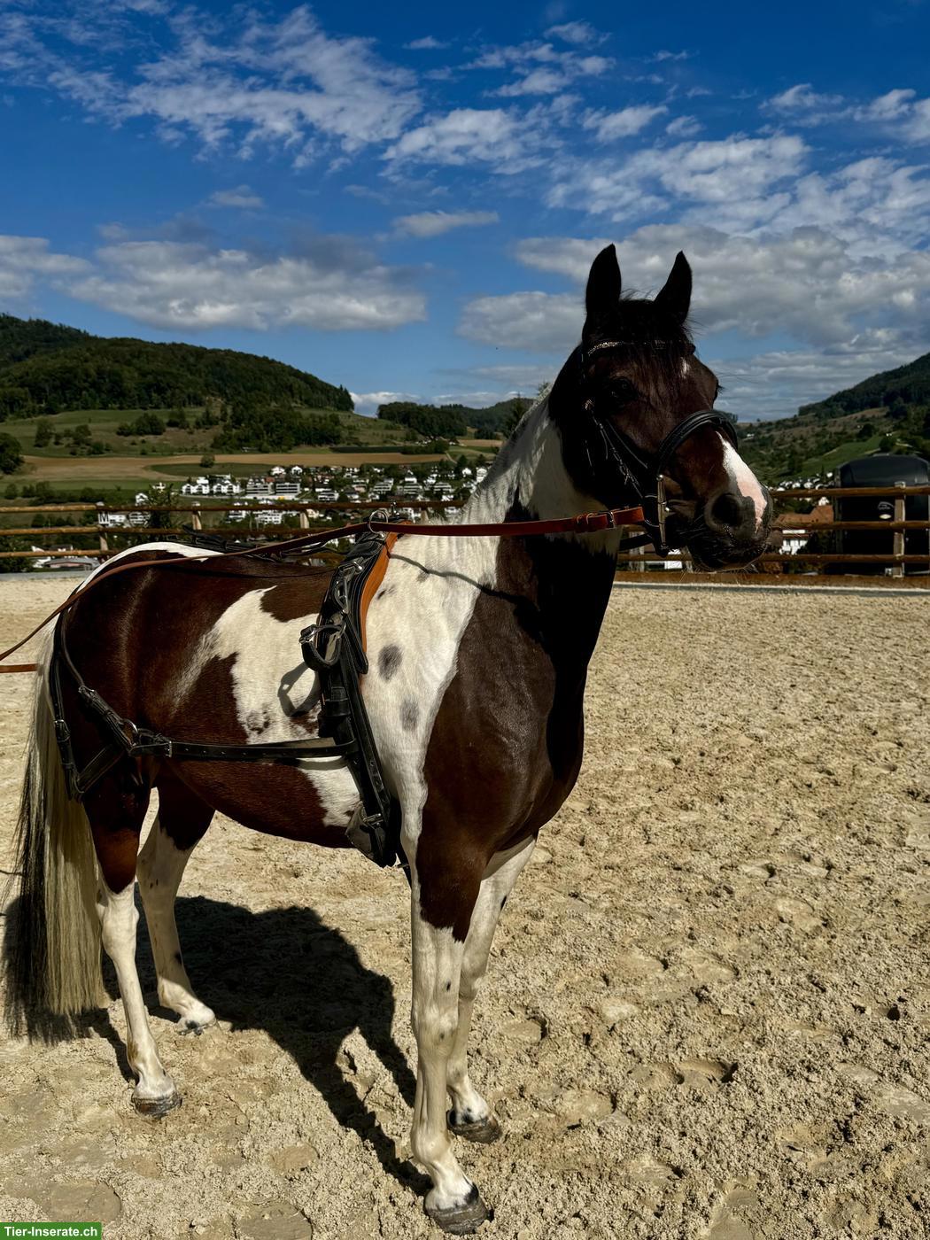 Bild 4: Braver Ponywallach, 1.25cm, Jg. 2020