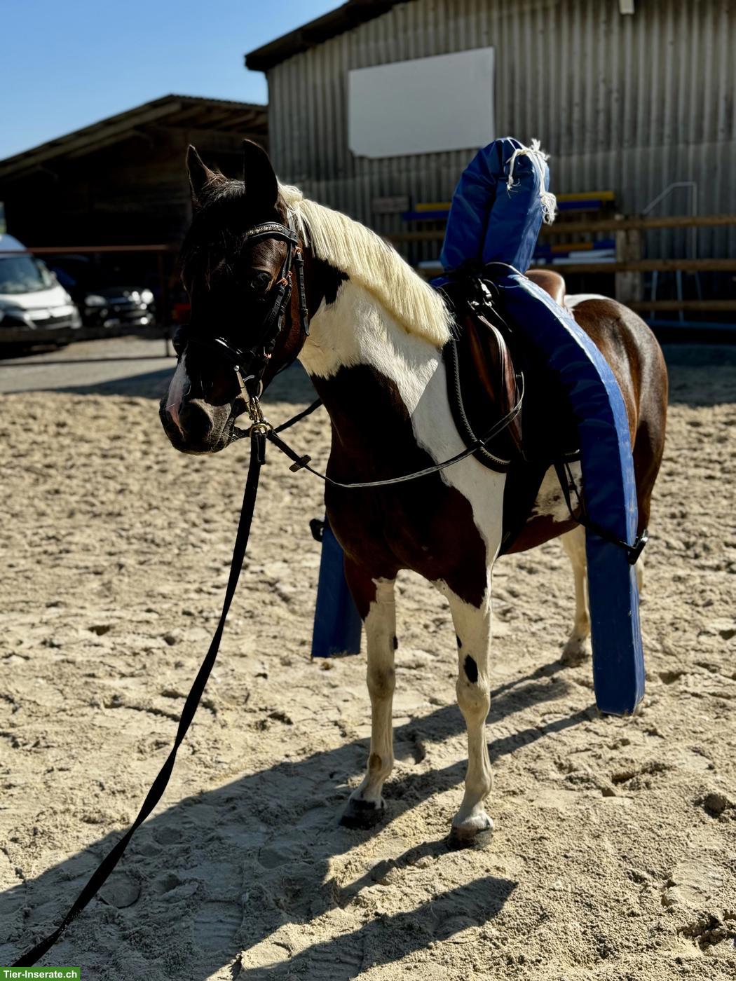 Bild 5: Braver Ponywallach, 1.25cm, Jg. 2020